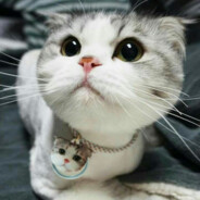 ϟ веселый котик