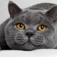 Котик1337