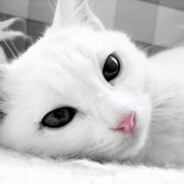 SUper*bublik*
