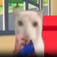 kCapybara