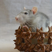 Mr.mouse