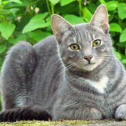 кошка