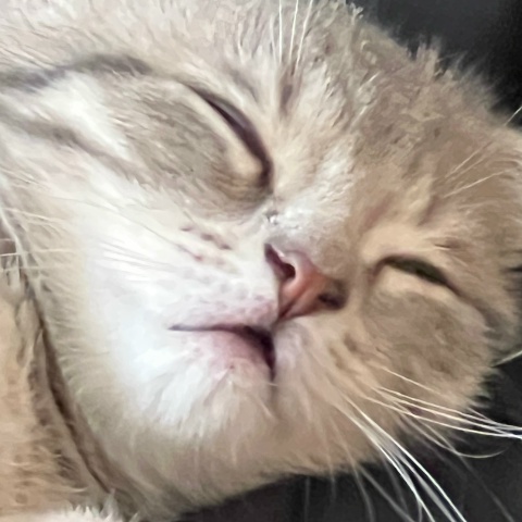 Артём Астафьев