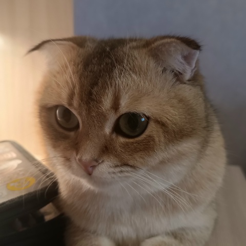 Матвей Подоприхин