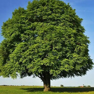 коды коры скуфидж