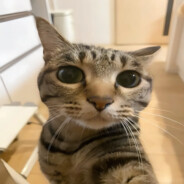 ꧁༒☬Ҡąղҽҟì☬༒꧂