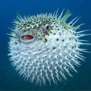 Губная гормошка#dr