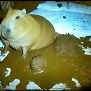 пропоганда навоз